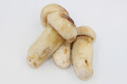冰凍松茸批發(fā)價(jià)格