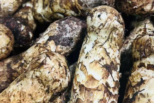 松茸可以直接吃嗎，松茸可以整個(gè)煮嗎