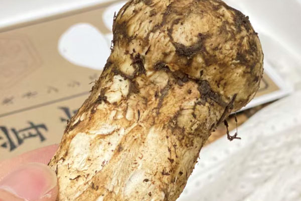 香格里拉松茸什么時(shí)候最便宜，香格里拉松茸可以直接吃嗎